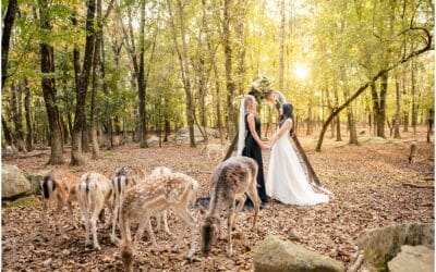 Enchanting Wedding in a Deer Forest | Southwick Zoo Wedding Photographers