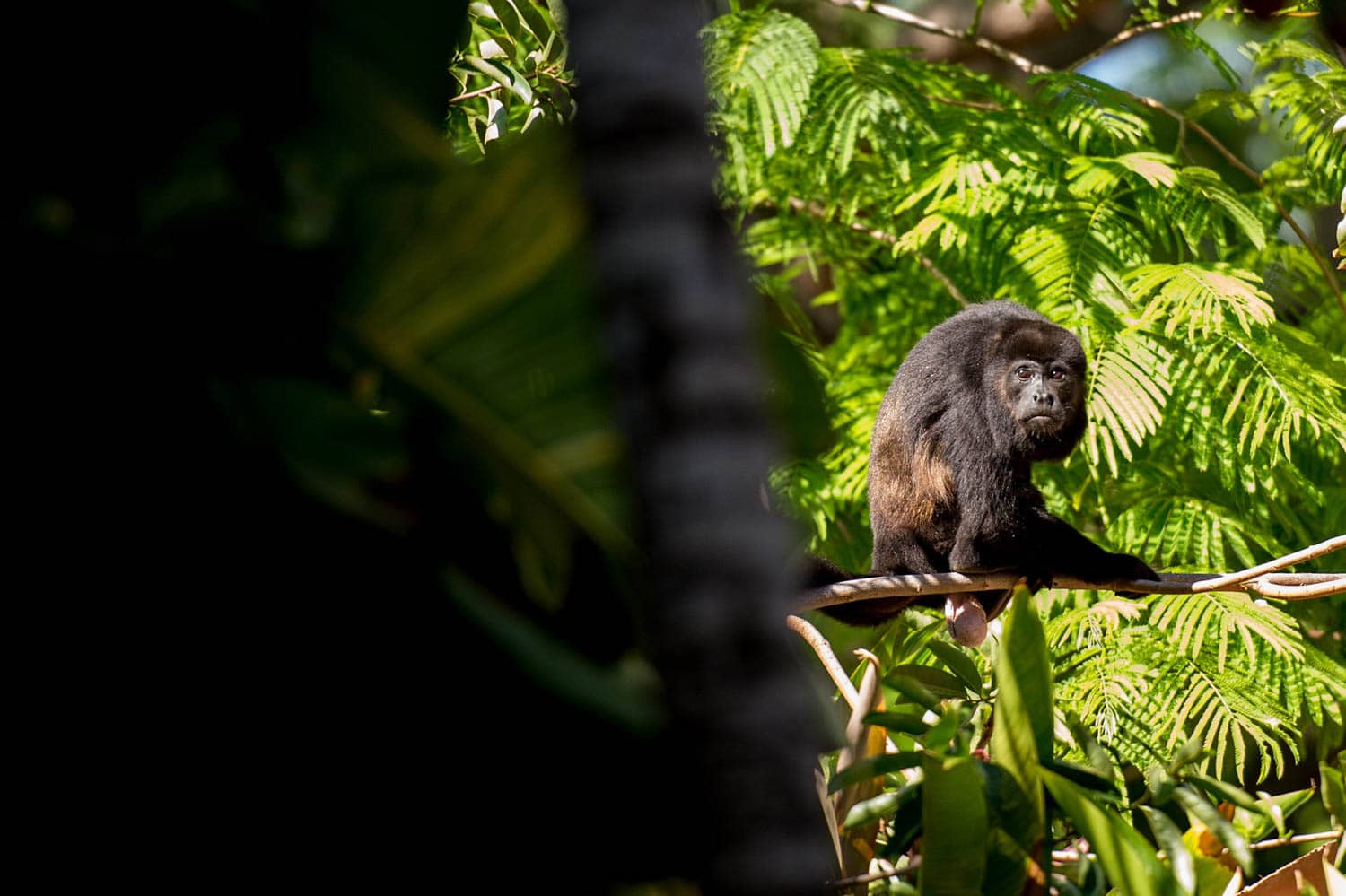 A black howler monkey sits on a tree branch surrounded by green foliage.