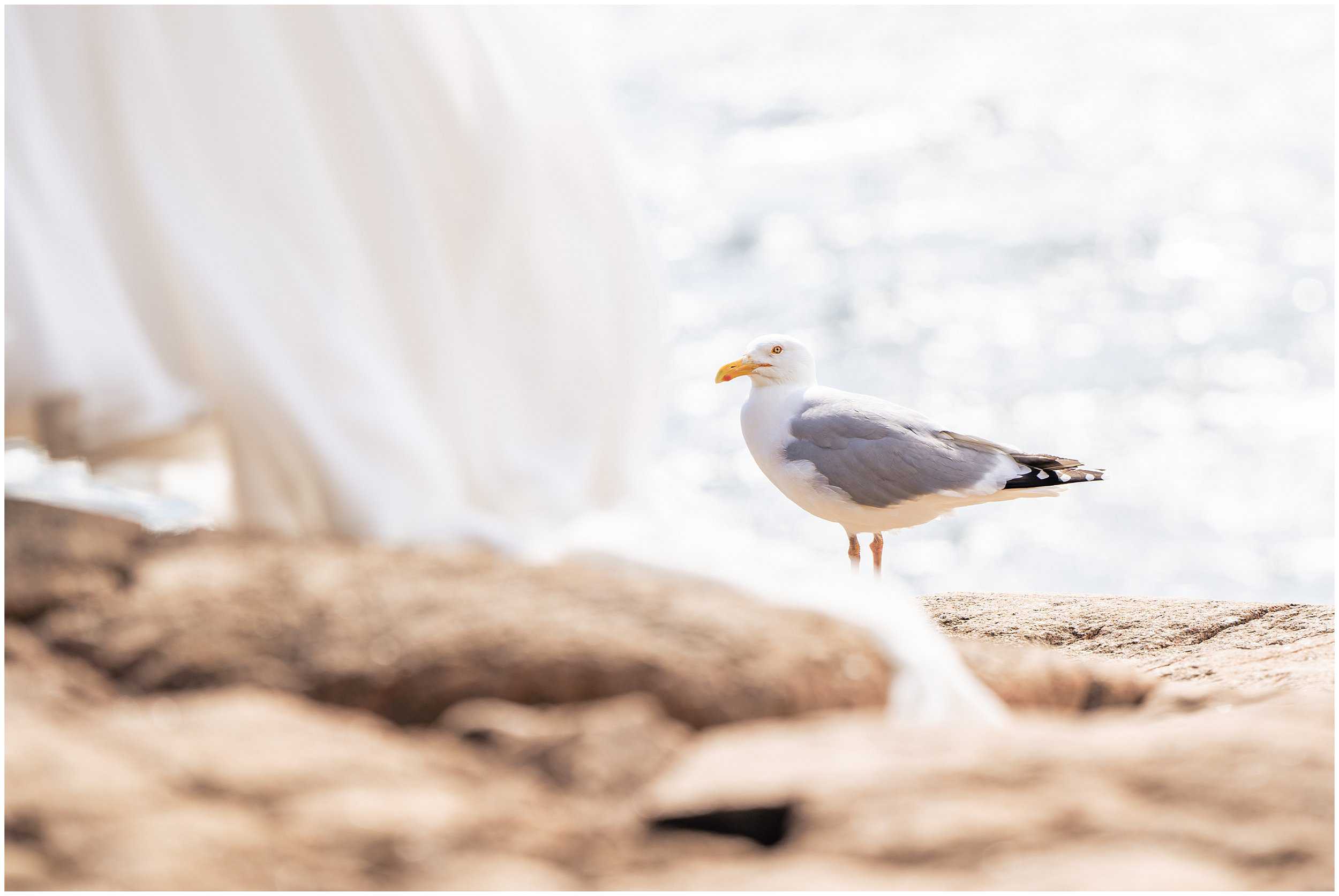 Bar Harbor Wedding Photographers, Acadia National Park Wedding, Two Adventurous Souls - 052124_0023.jpg