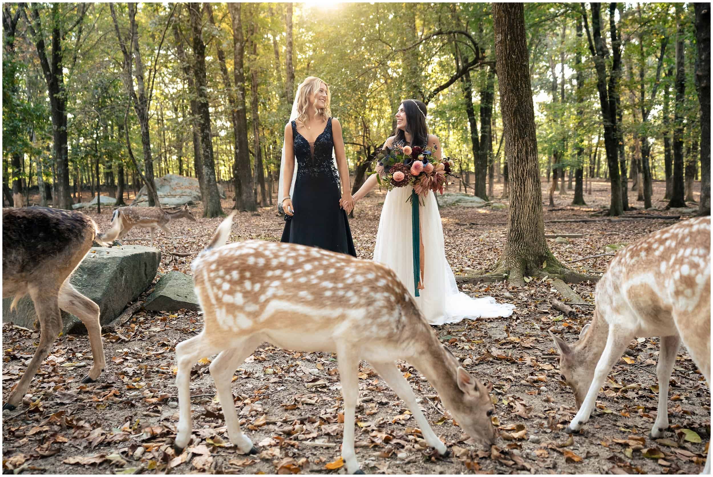 Southwick Zoo Wedding Photographers, Massachusetts Wedding Photographers, Two Adventurous Souls- 101123_0003.jpg