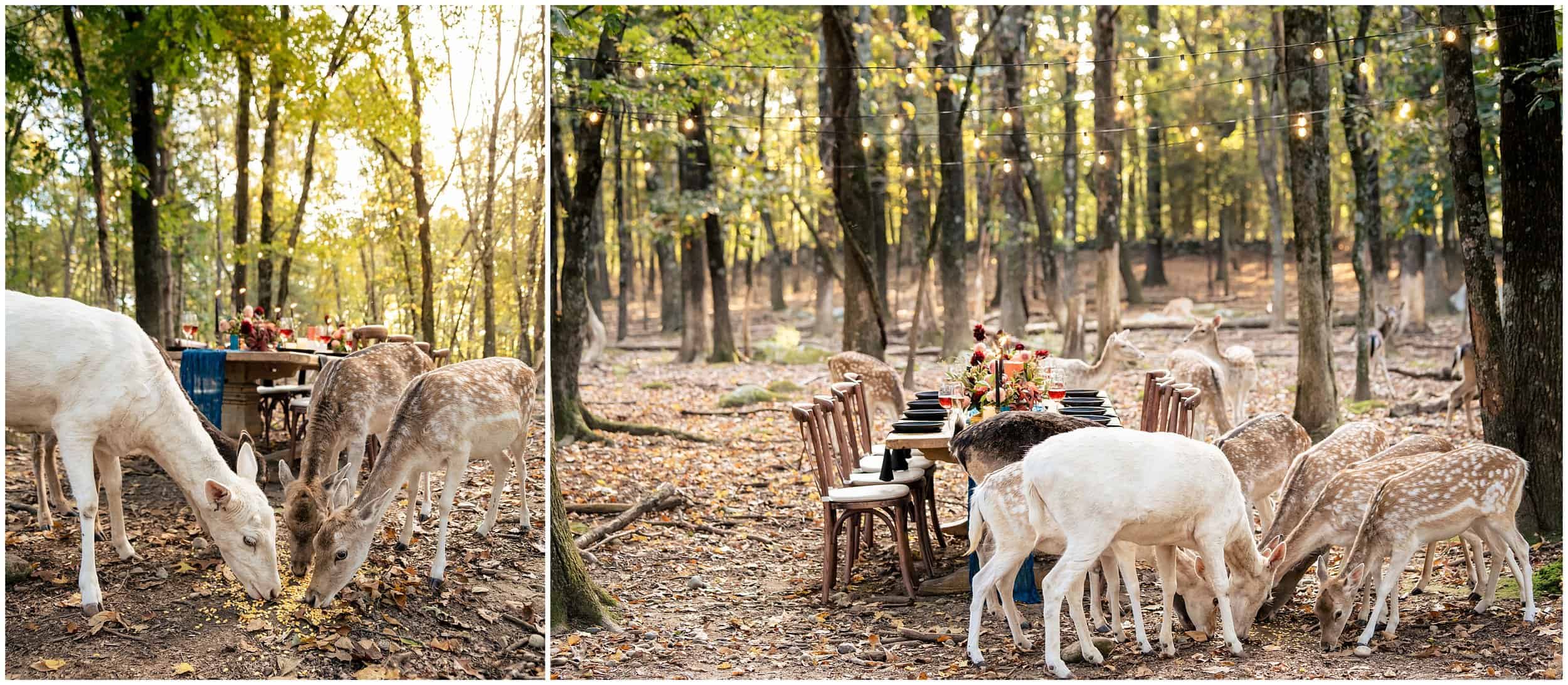 Southwick Zoo Wedding Photographers, Massachusetts Wedding Photographers, Two Adventurous Souls- 101123_0017.jpg